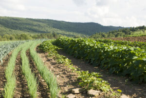 County commission holds discussion on farmland preservation efforts